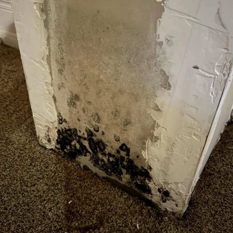 Professional Mold Removal in Halstead, KS